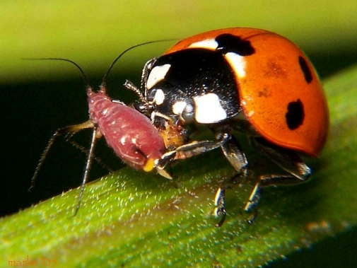 ladybug_est_tlyu