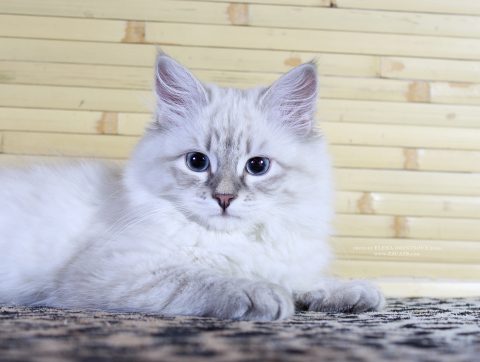 Про котенка Ваню